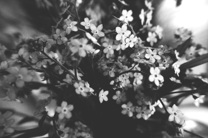 flowers....