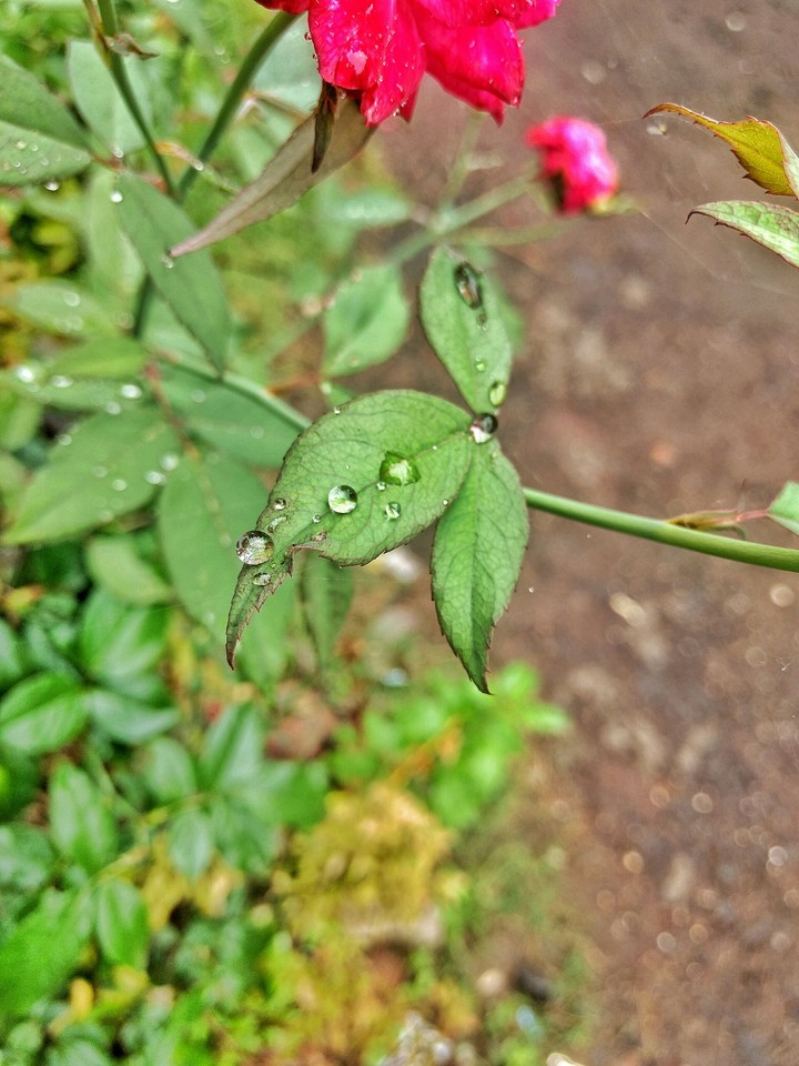 rain drop