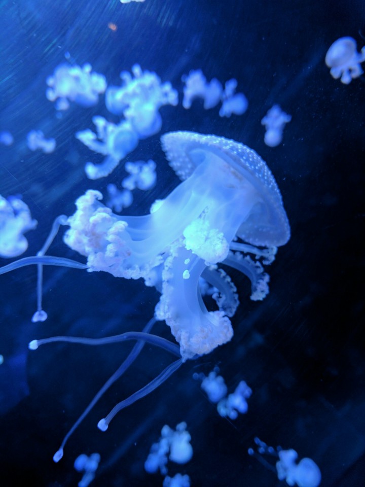 Jellyfish