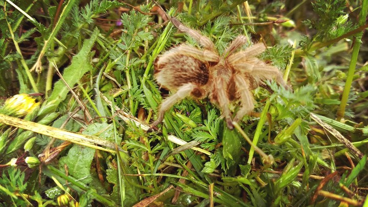 Araña pollito
