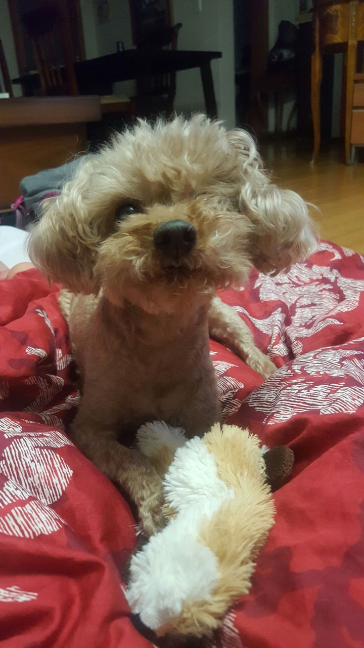 Puppy