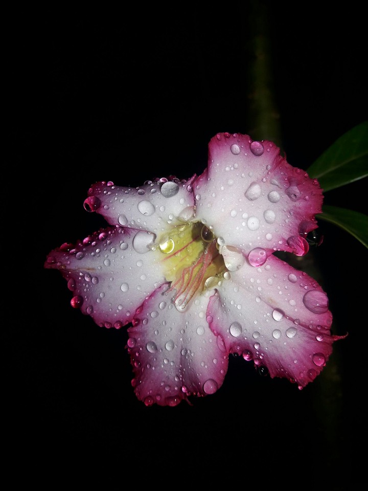 Night time beauty