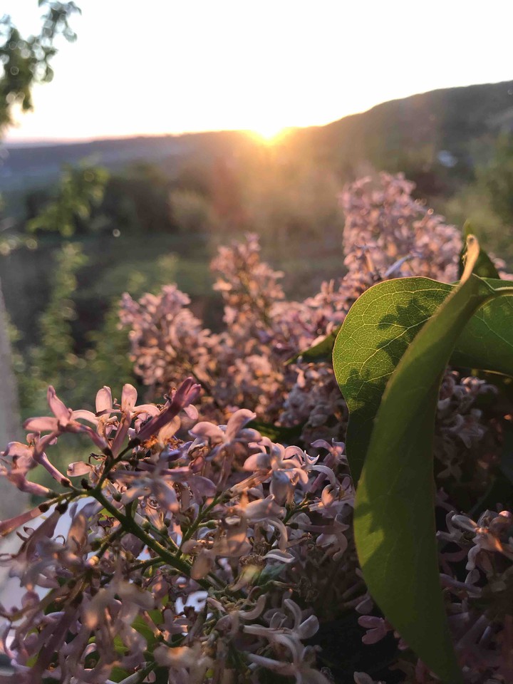lilac and sunset