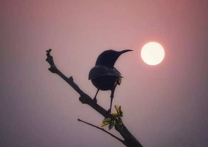 sunburd
