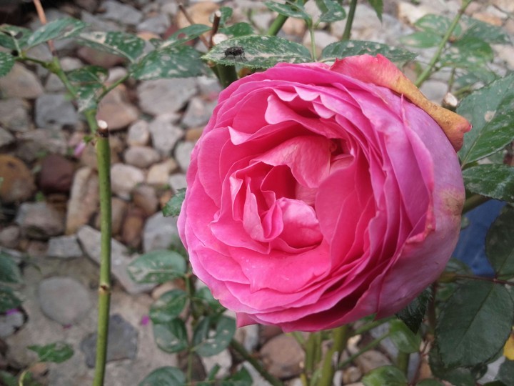 rose