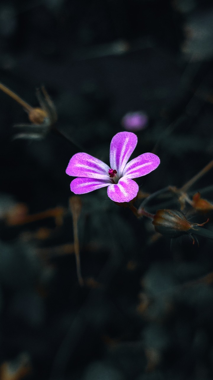 Bloom in nature