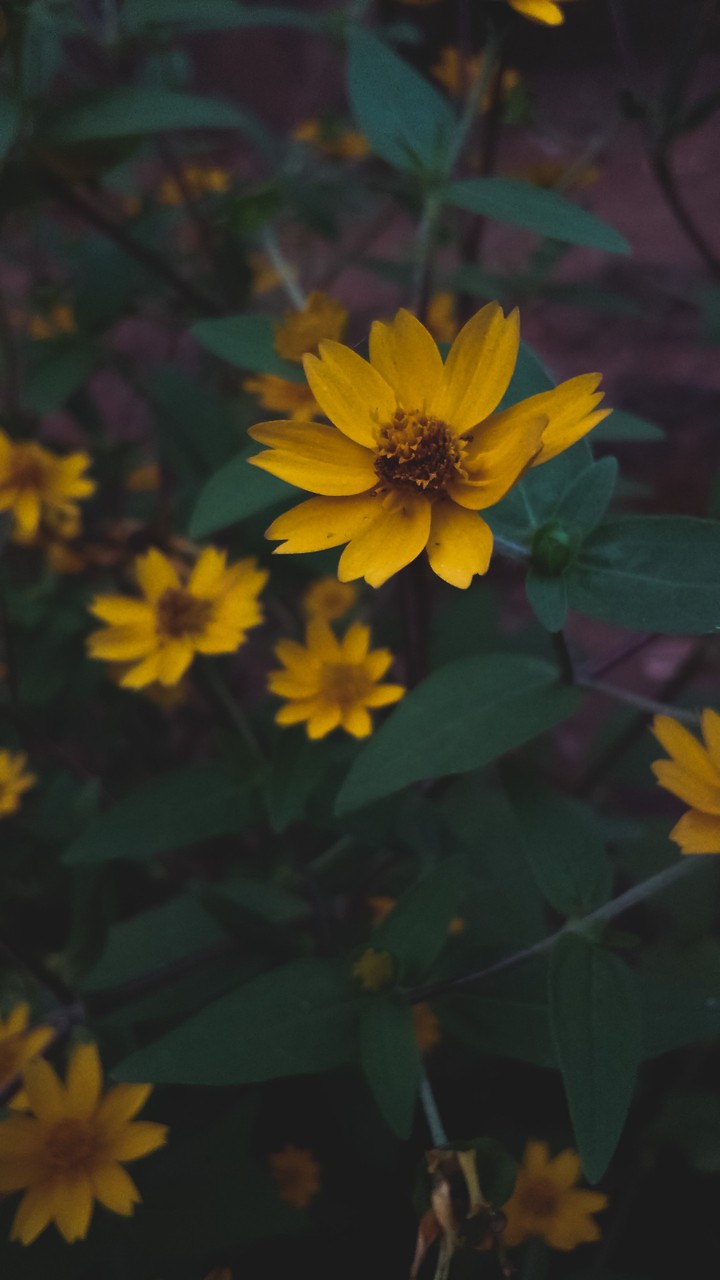 flowers