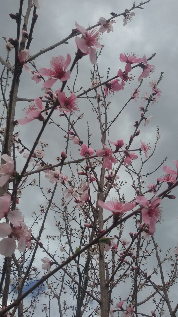 spring