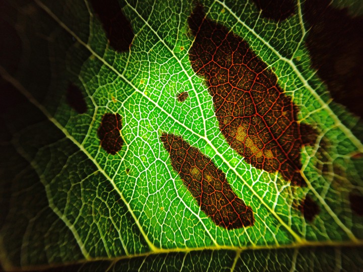 macro #2