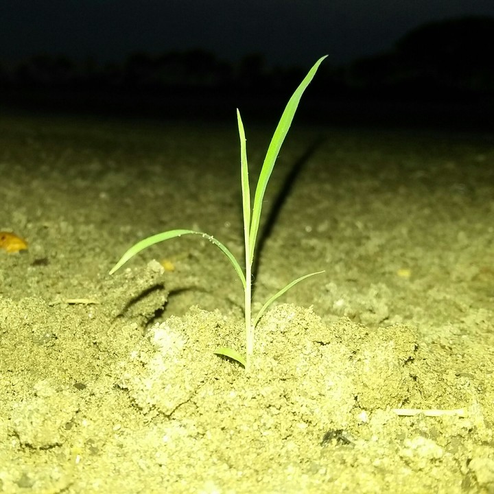 HOPEof life