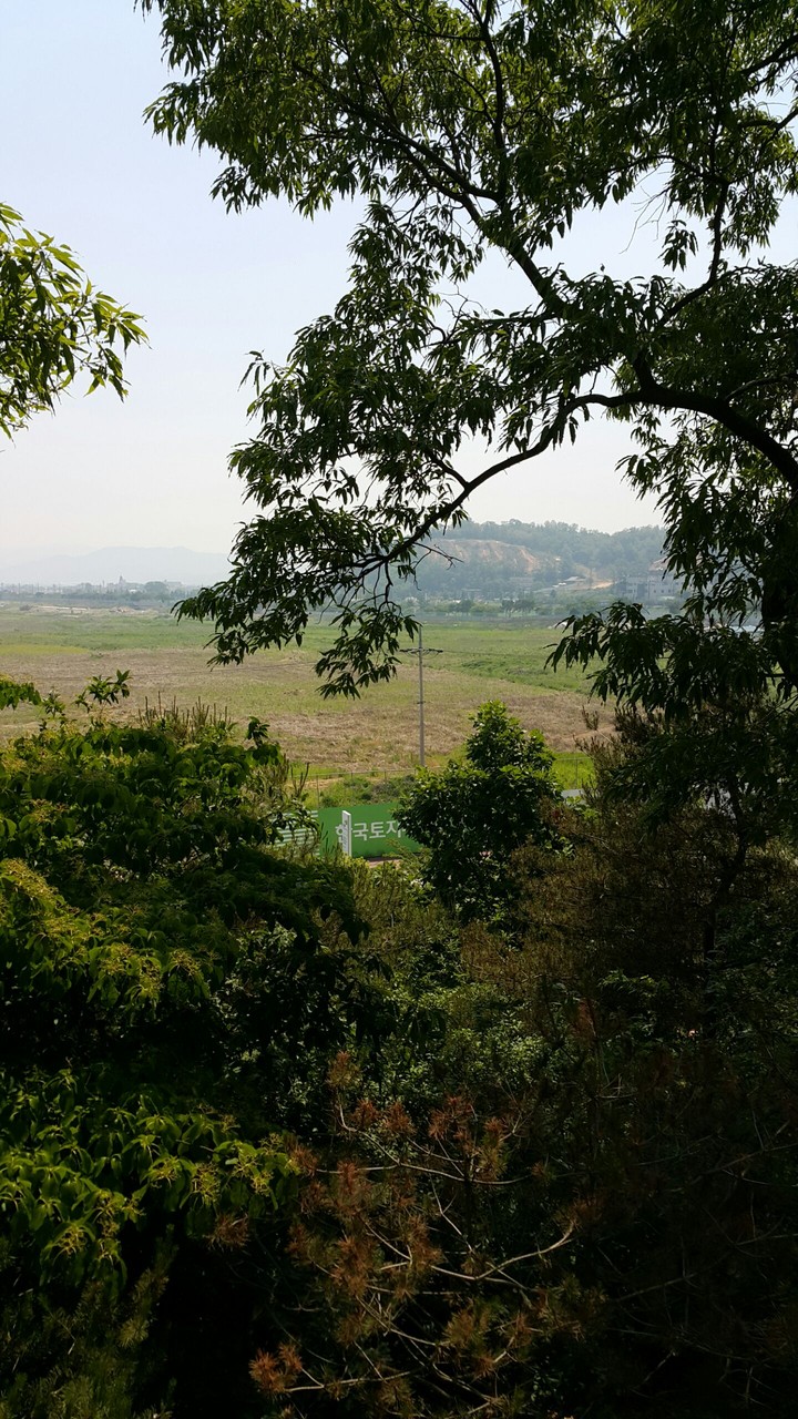 trees land