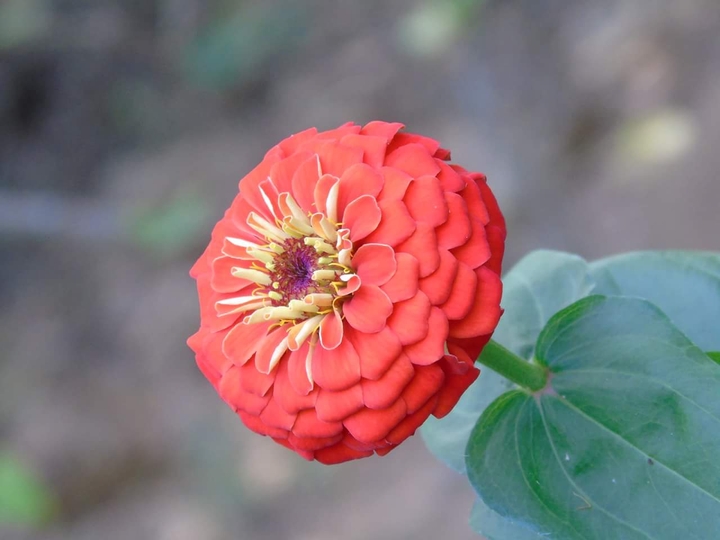 flowers (hoa ngày xuân)