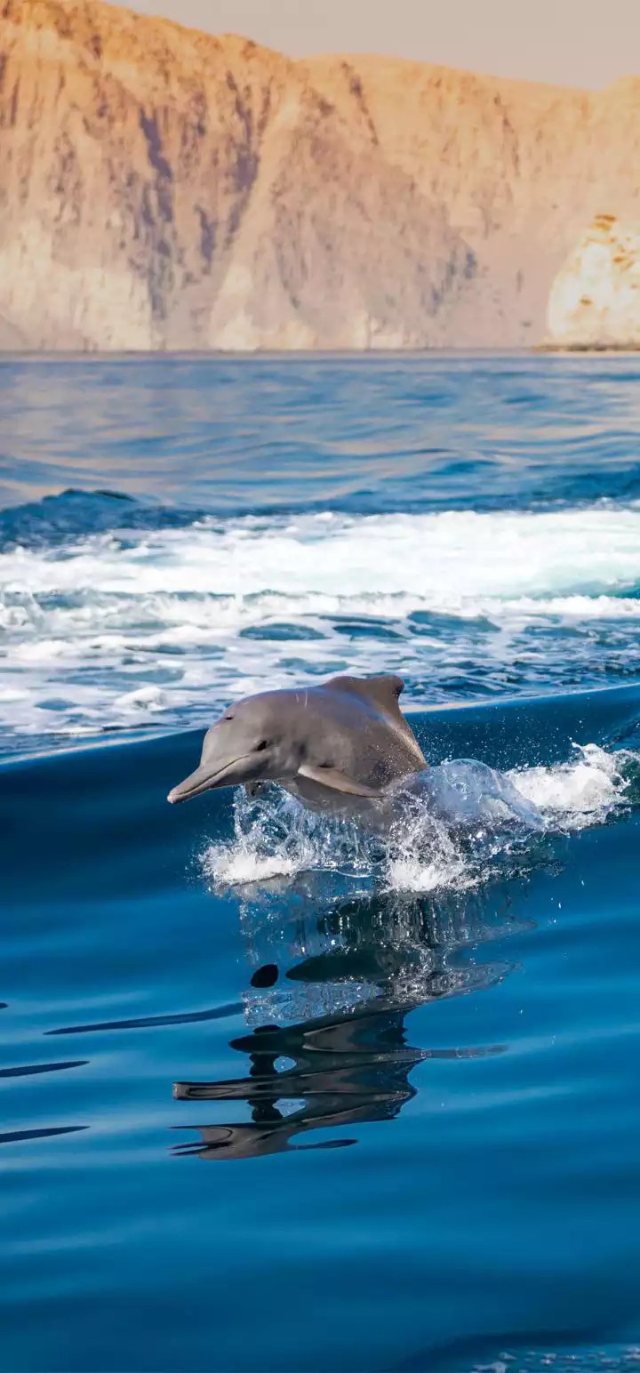 dolphine