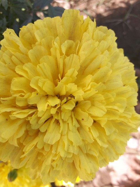 Flowery Sun
