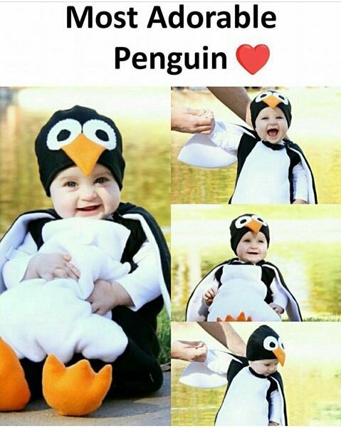 cute penguin 