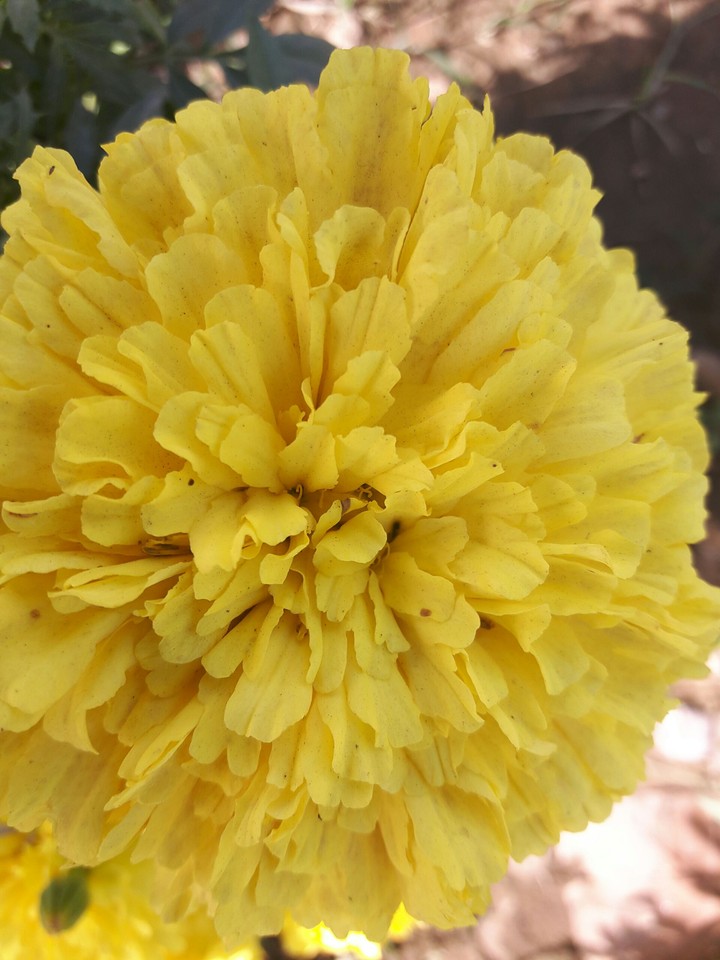 Flowery Sun