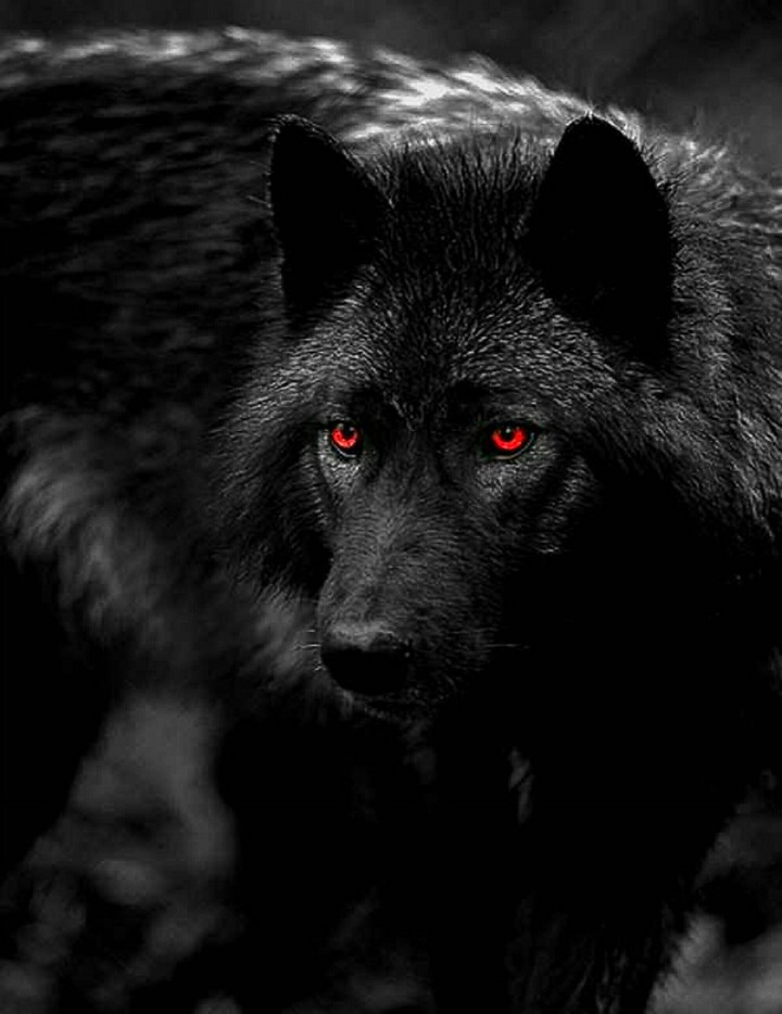 Black Wolf with the Red Eyes