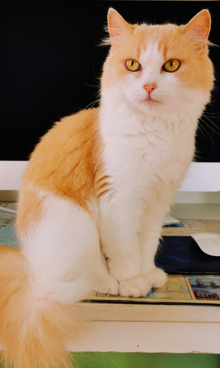 my cat