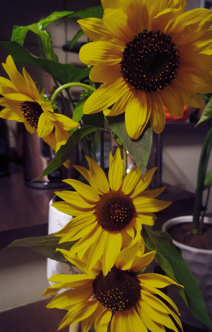 Flower pots with sunflowers