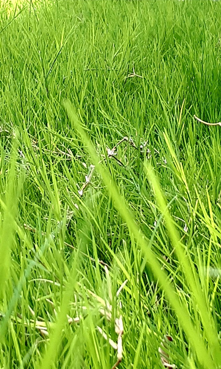 natural view