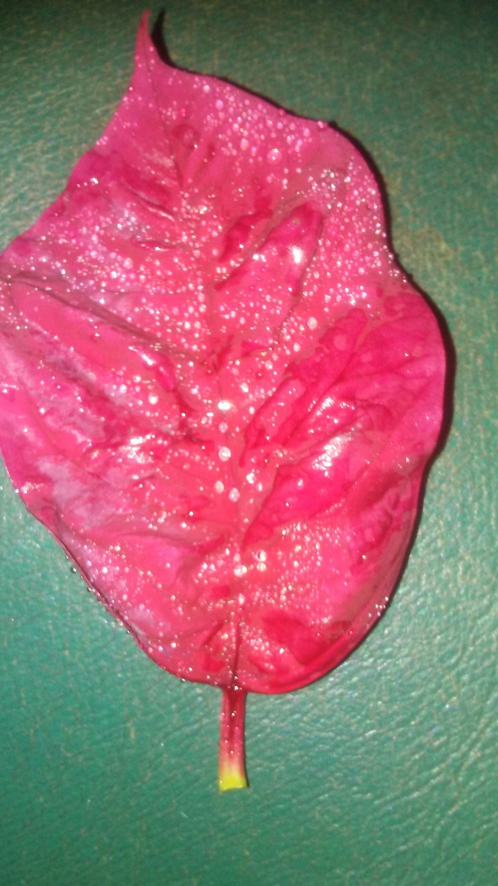 poinsettia  petal