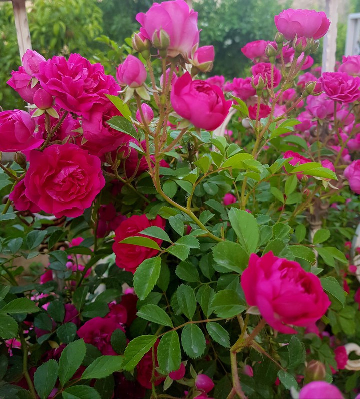 Roses