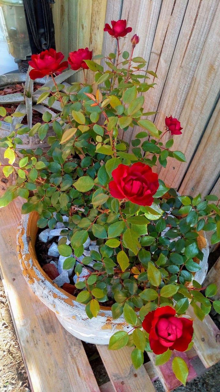 Rosas