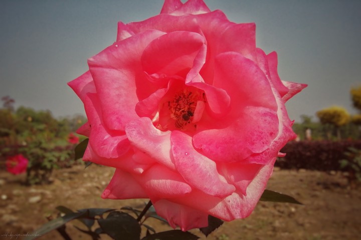 rose and honeybee
