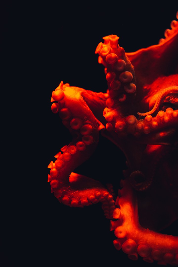 octopus
