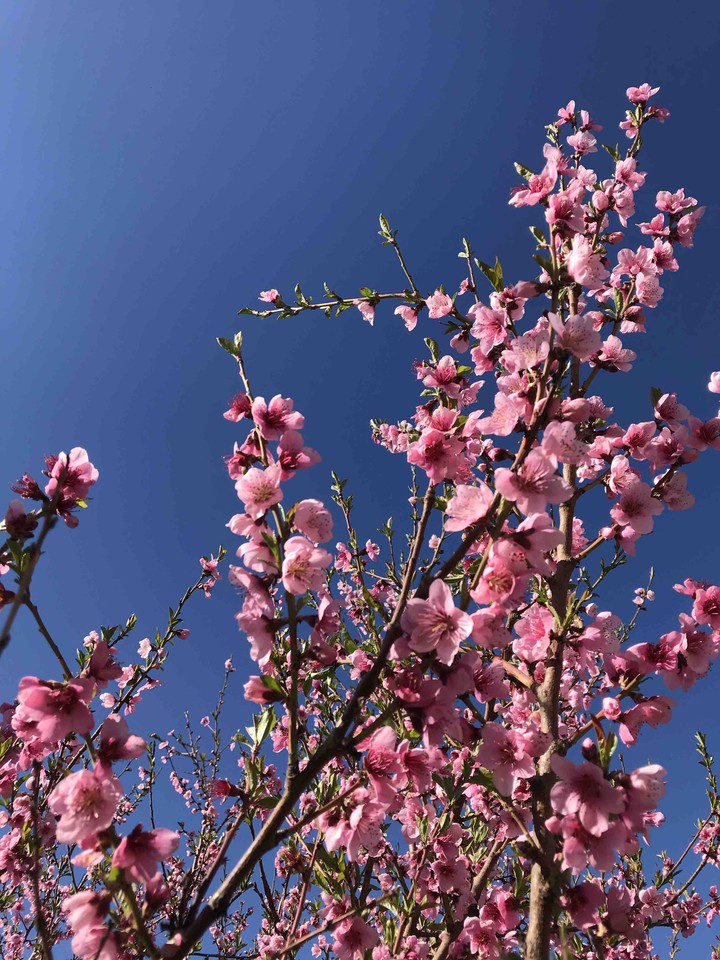 pink flower