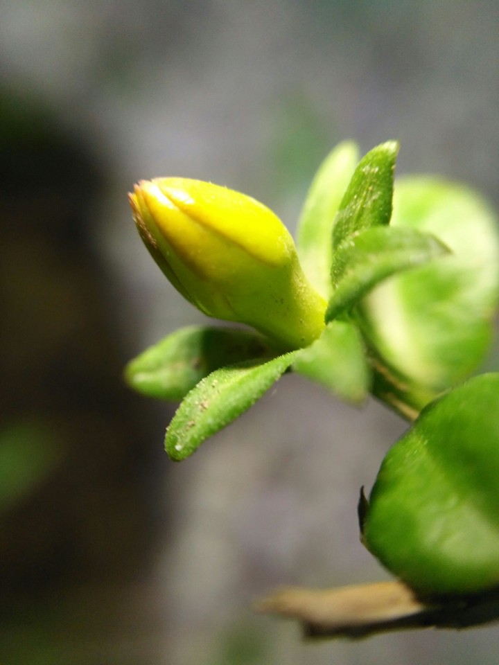 Flower Bud