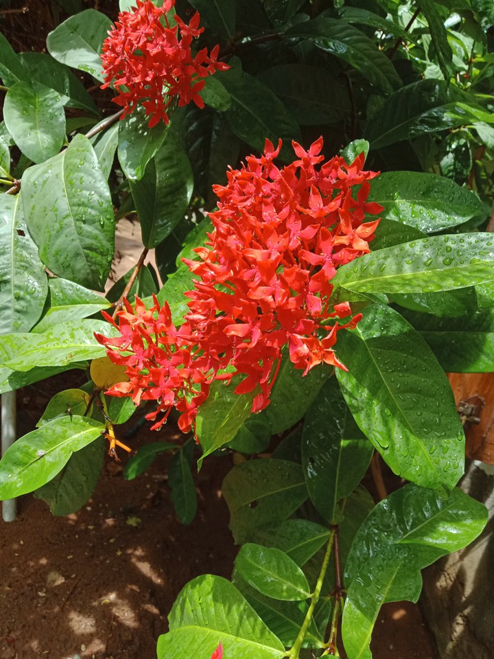 mughal flower