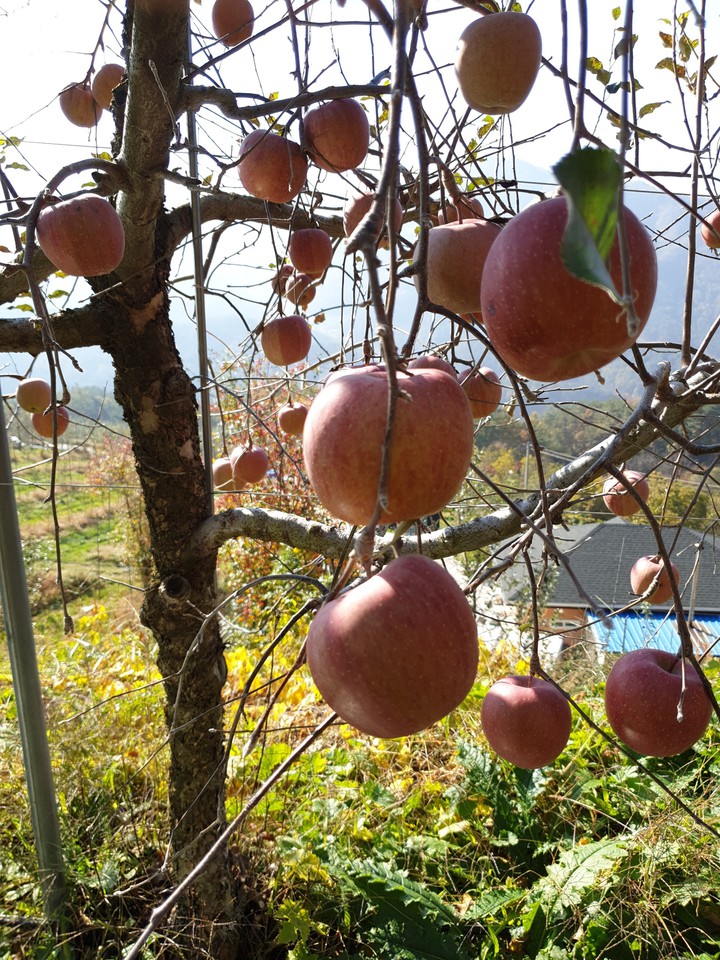 apple