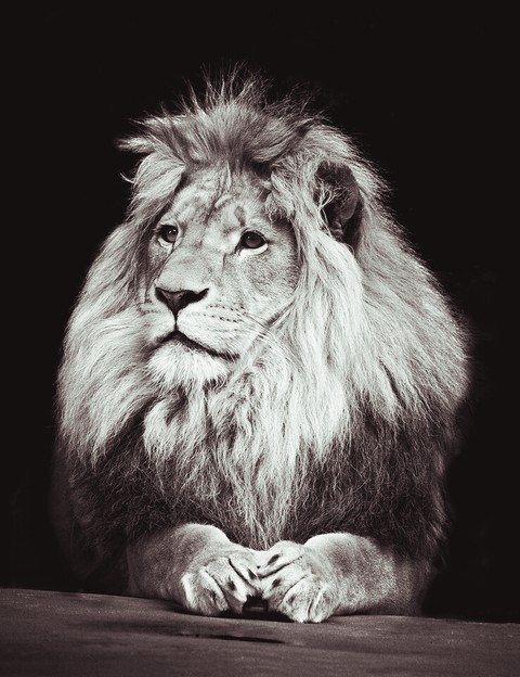 photography, lion वॉलपेपर