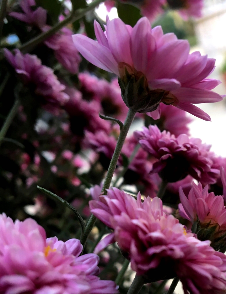 pink flowers