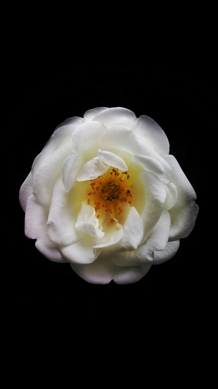 Rose in the dark