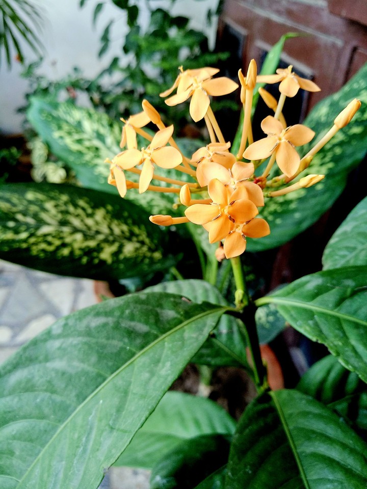 ixora yellow