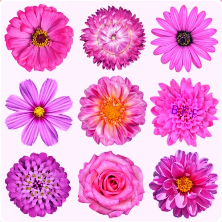 9 verschiedene Blumen in einer Collage