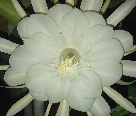 epiphyllum, flower wallpapers