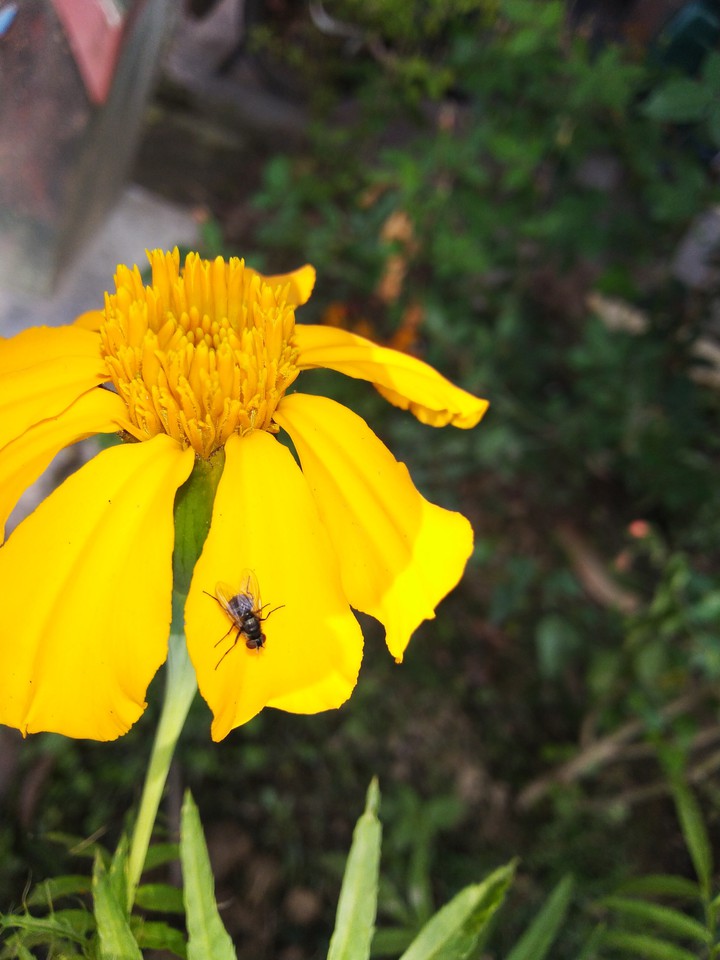 fly