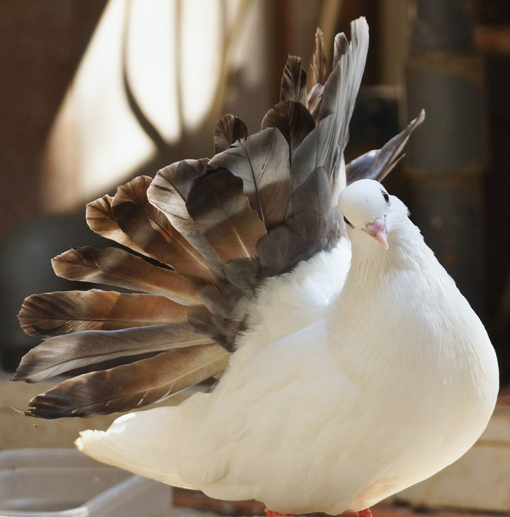 bird lovers