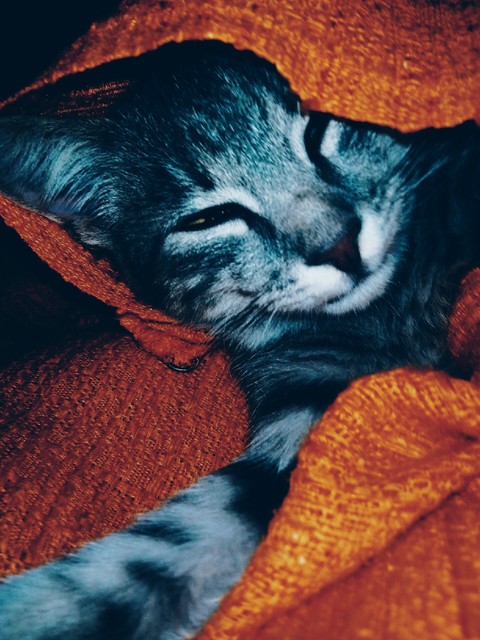 cat