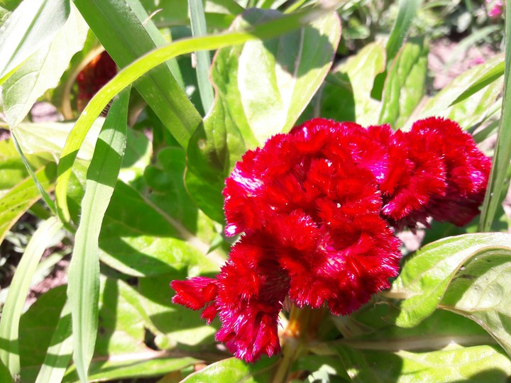 unique flower