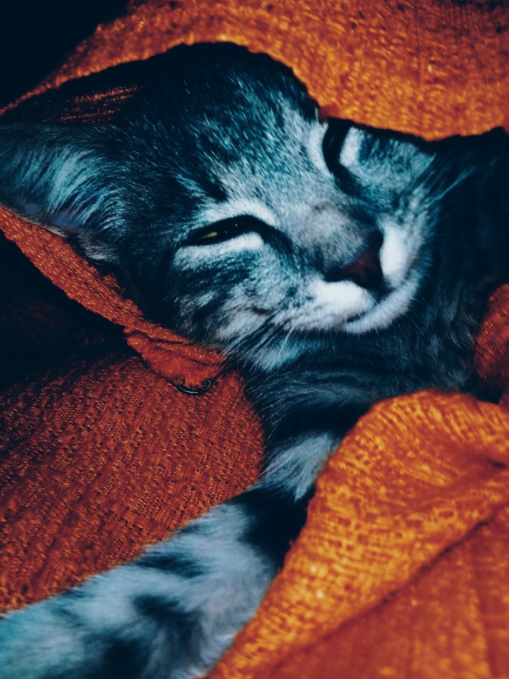 cat
