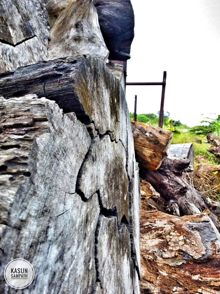 wood