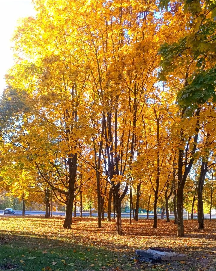 autumn