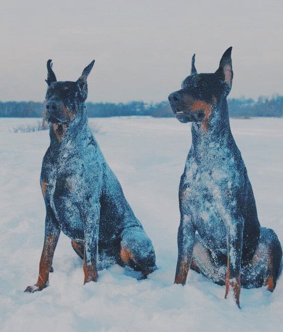 dogs