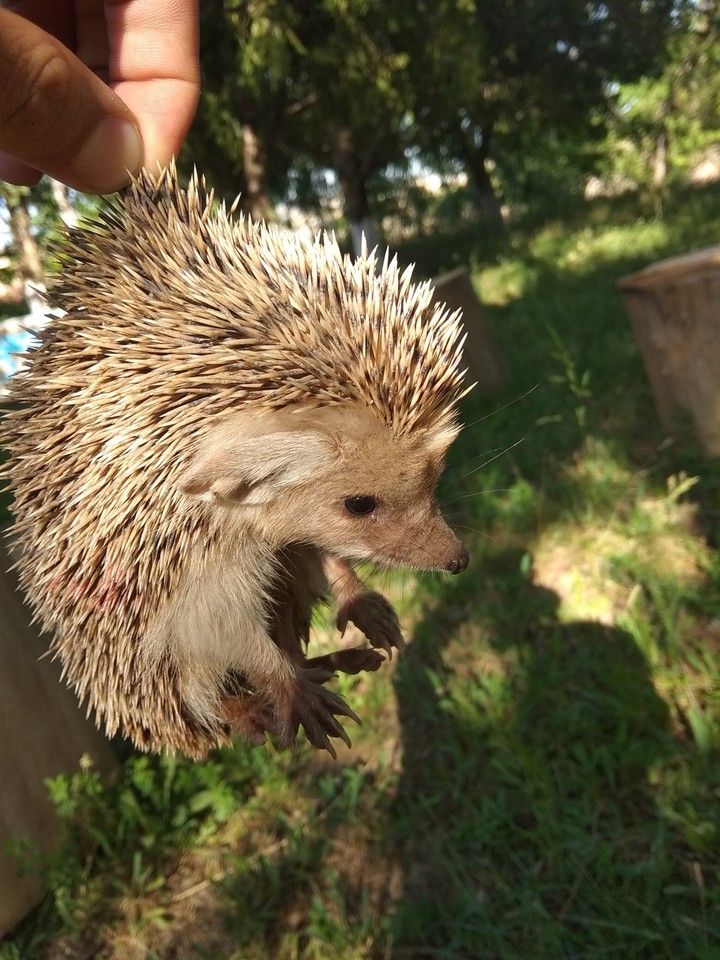 #hedgehog#wildlife