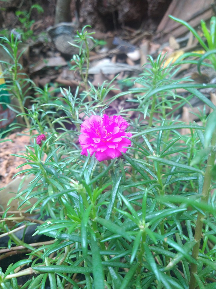 flower