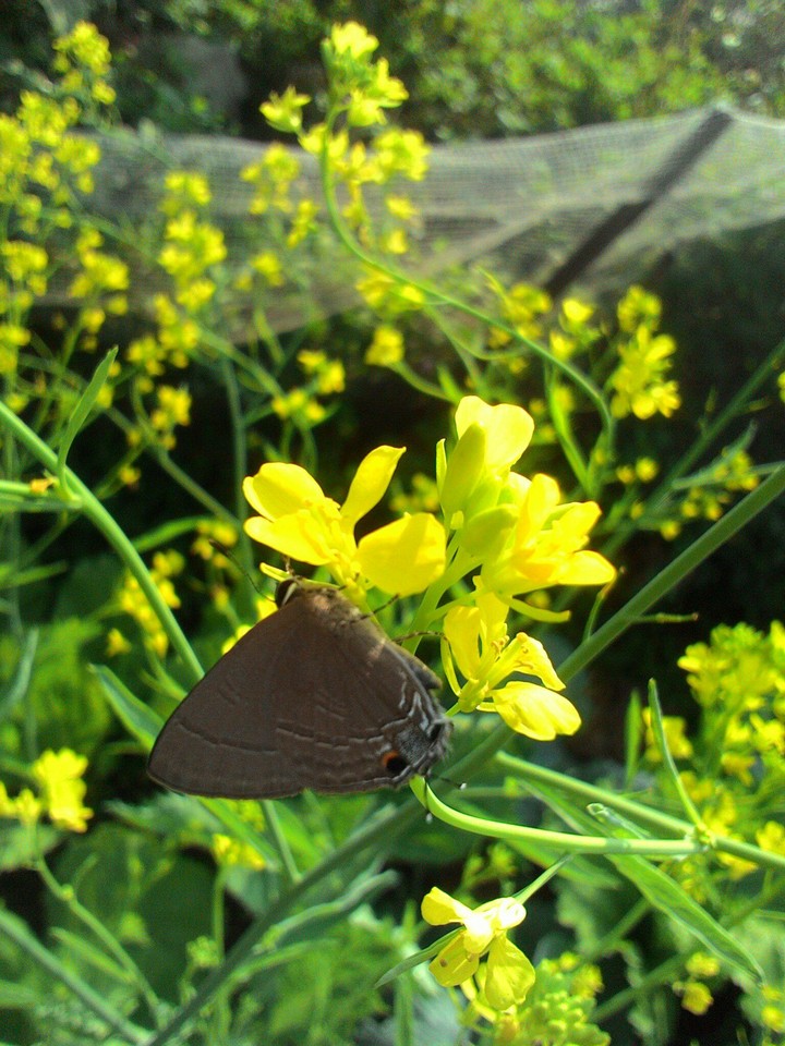 There are two butterflies.